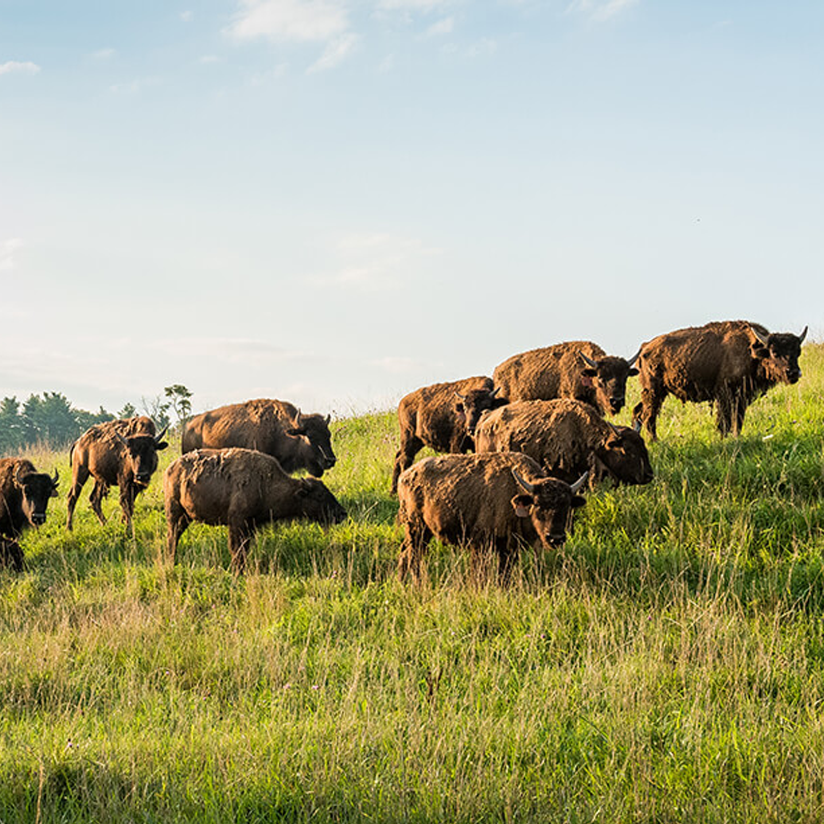 Carolina Bison